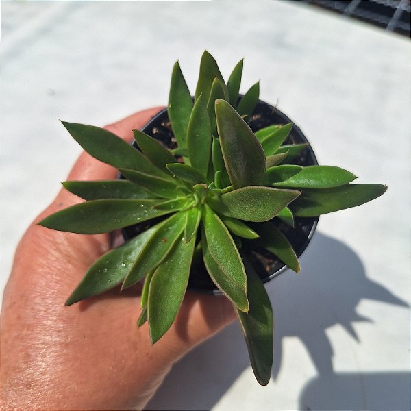 Lutéa - Muda de Suculenta COMPACTA no tamanho de vaso 09.