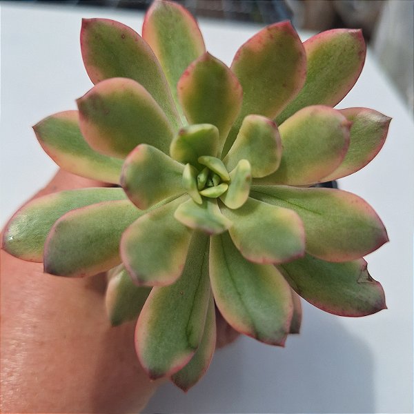 Echeveria Mini Blle Variegata - Muda de Suculenta COMPACTA no tamanho de vaso 09.