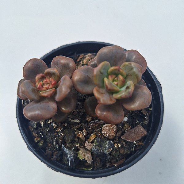 Graptopetalum Adria Bubbaloo - Muda de Suculenta COMPACTA no tamanho de vaso 09.