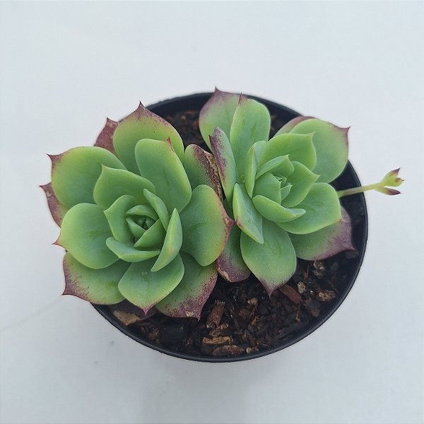 Graptoveria Jadeita - Muda de Suculenta COMPACTA no tamanho de vaso 09.