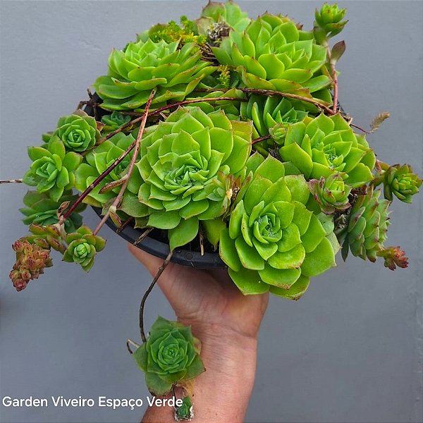 GRAPTOVÉRIA JADEITA - Planta Suculenta para Jardim