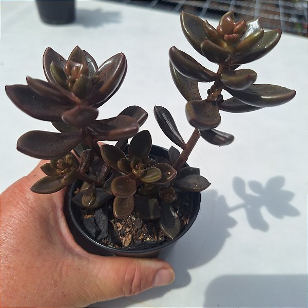 Lenophyllum Chocolate - Muda de Suculenta COMPACTA no tamanho de vaso 09.