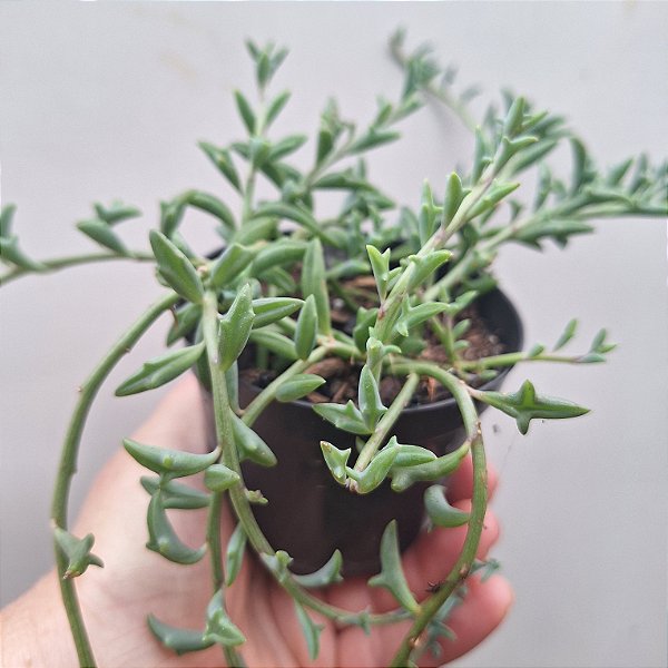 Colar de Golfinho - Muda de Suculenta pendente no tamanho de vaso 09.