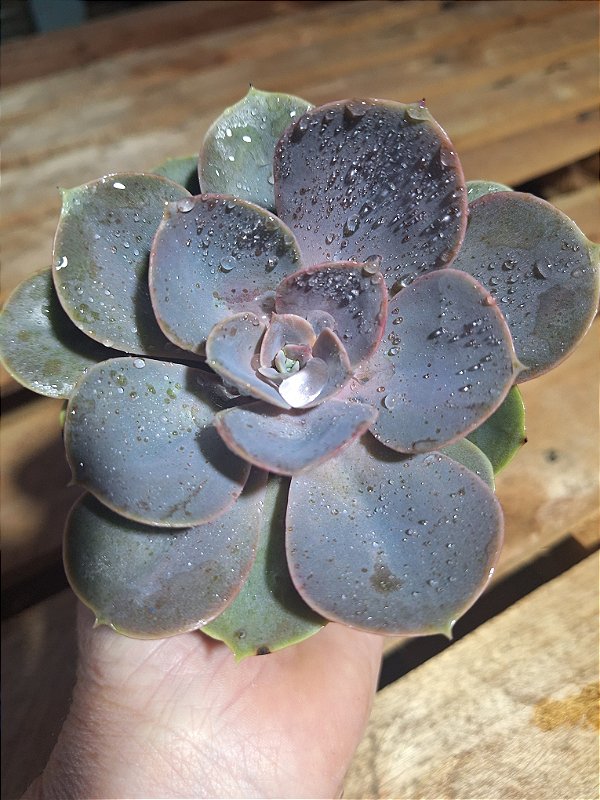 Perle - Muda de Suculenta COMPACTA no tamanho de vaso 09.