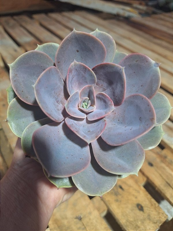 Perle - Muda de Suculenta COMPACTA no tamanho de vaso 13.
