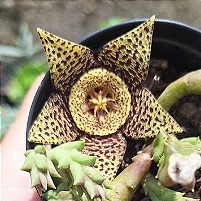 ORBEA VARIEGATA - FLOR DO TIGRE