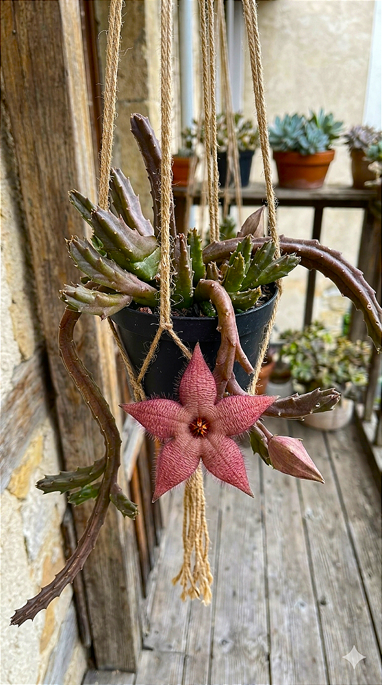 ORBEA- Planta Suculenta para Jardim