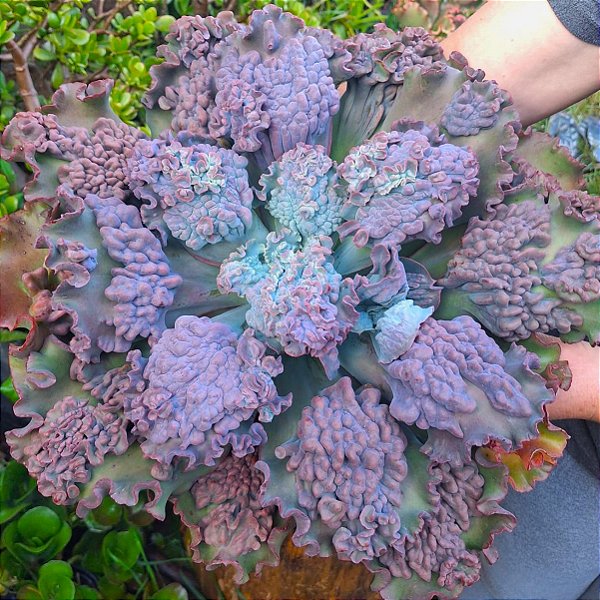 BUMPS- Planta Suculenta Gibbiflora para Jardim