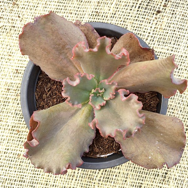 CAMPFIRE - Suculenta Gibbiflora