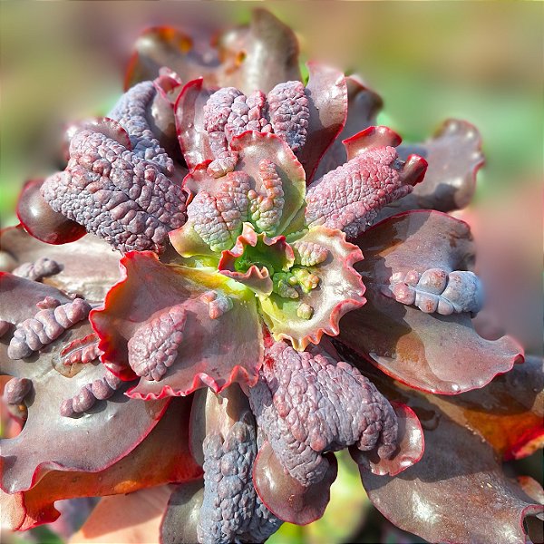 THANOS - Suculenta Gibbiflora