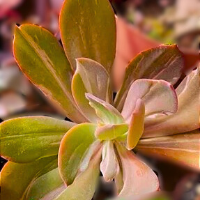 GERMAN VARIEGATA