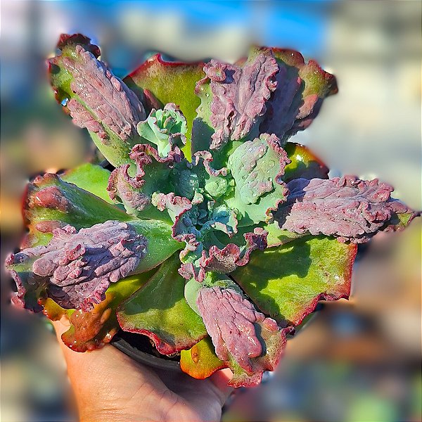 MONSTONE- Planta Suculenta Gibbiflora para Jardim