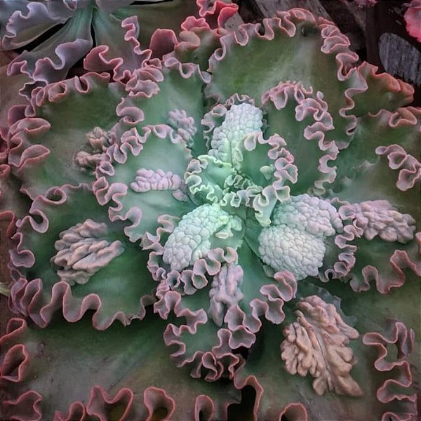 GESUALDO- Planta Suculenta Gibbiflora para Jardim