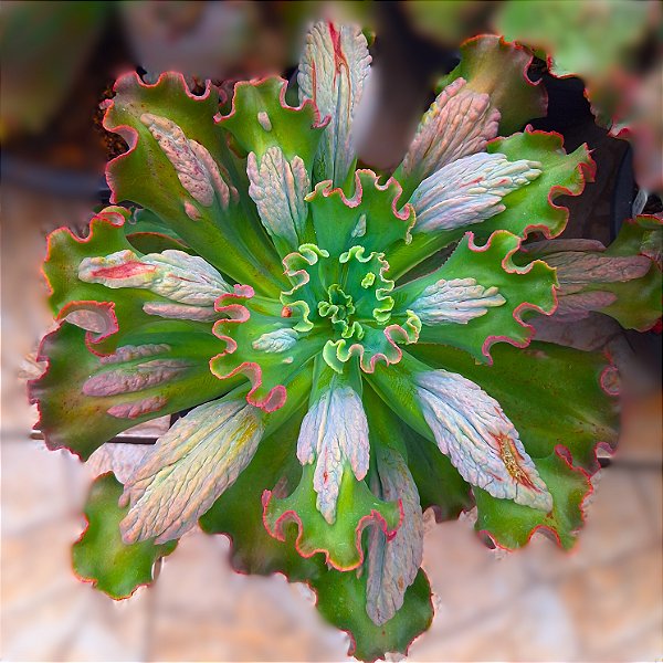 VIRGINEA LEE - Suculenta Gibbiflora Exótica