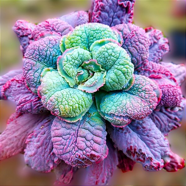 NICOLAS- Planta Suculenta Gibbiflora para Jardim