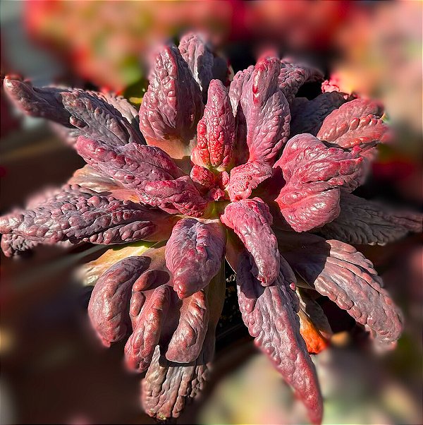 LILAC SNOW- Planta Suculenta Gibbiflora para Jardim