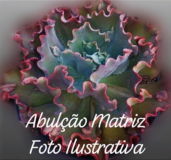 ABULCÃO