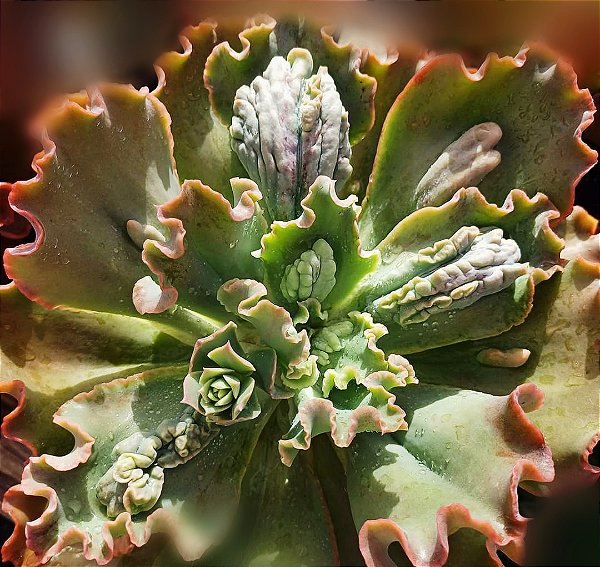 A.WALKER IMPORTADA- Planta Suculenta Gibbiflora para Jardim