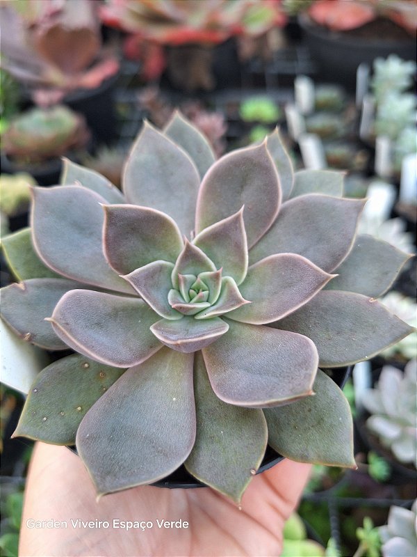ECHEVERIA CHOLE
