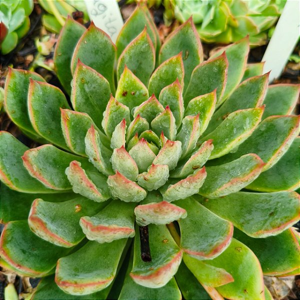 SAGITA- Planta Suculenta para Jardim