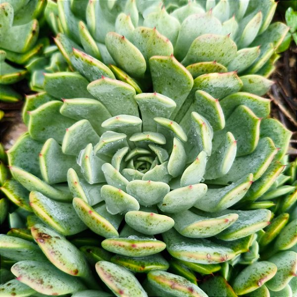 NORMA- Planta Suculenta para Jardim