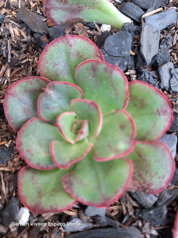 Echeveria Rauber