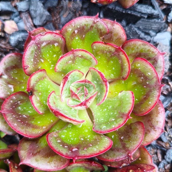 RAUBER- Planta Suculenta para Jardim