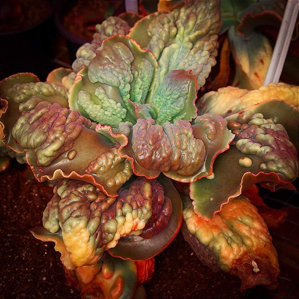 FIGARO- Planta Suculenta Gibbiflora para Jardim