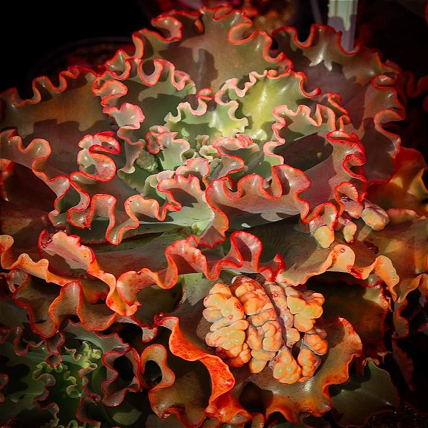 KRAUS- Planta Suculenta Gibbiflora para Jardim