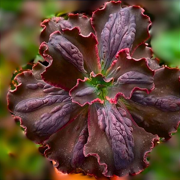 ONE UP- Planta Suculenta Gibbiflora para Jardim