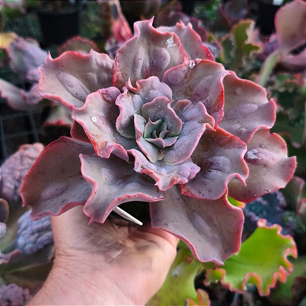 AQUILA- Planta Suculenta Gibbiflora para Jardim