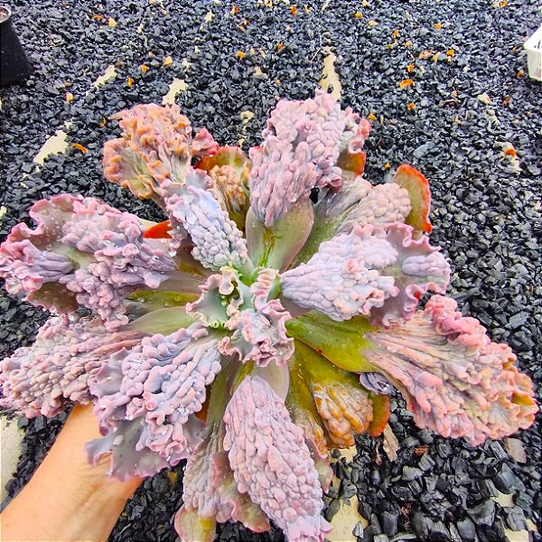 MIST- Planta Suculenta Gibbiflora para Jardim