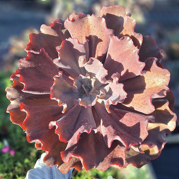 VALENTINI - Suculenta Gibbiflora