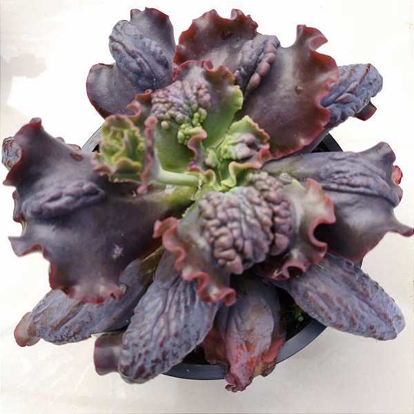BIG CAT- Planta Suculenta Gibbiflora para Jardim