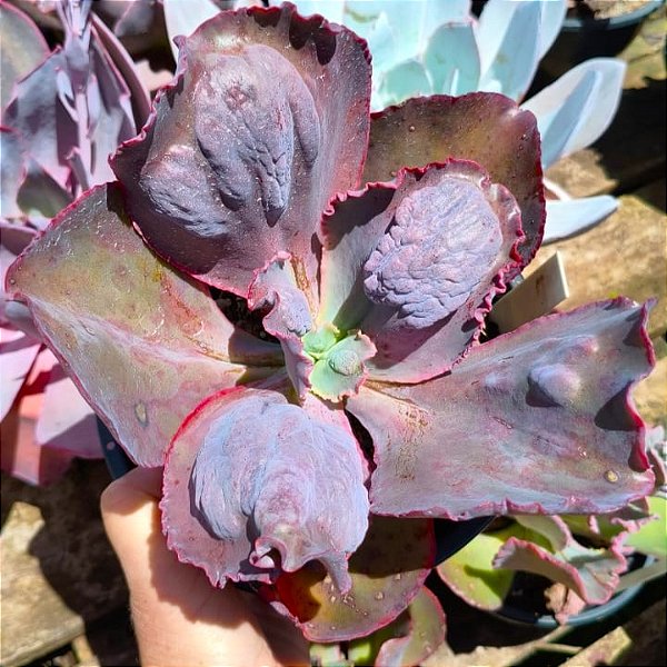 BIG CAT- Planta Suculenta Gibbiflora para Jardim