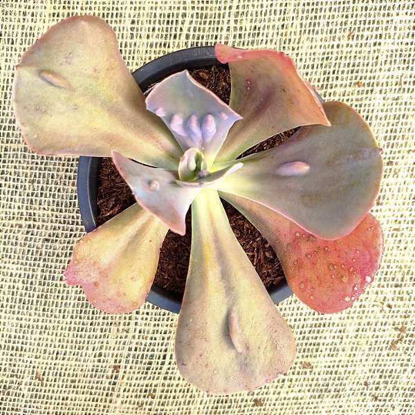 NAOMI - Muda de Suculenta Gibbiflora