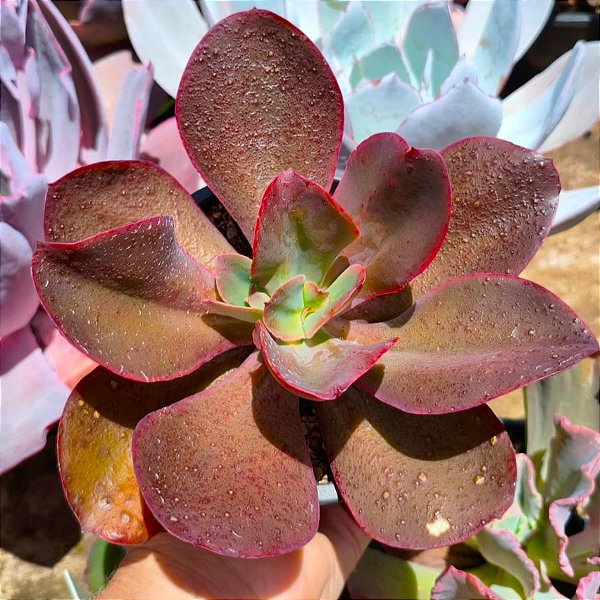 VIÚVA NEGRA - Suculenta Gibbiflora