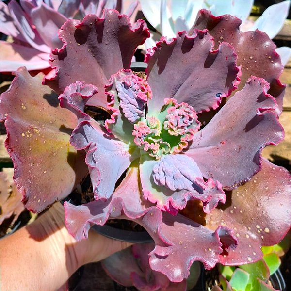 VIA LÁCTEA -Suculenta Gibbiflora