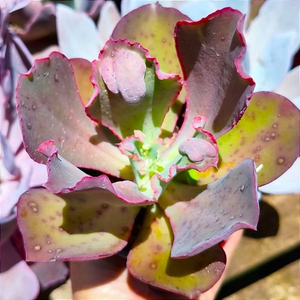 PAY DACING - Suculenta Gibbiflora