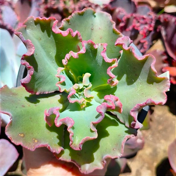 LITLLE JASMINE - Suculenta Gibbiflora