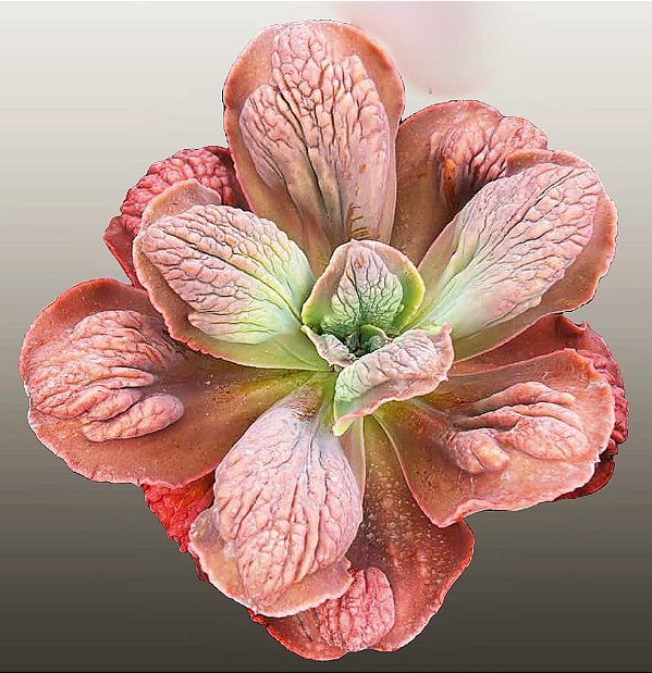 KOA - Suculenta Gibbiflora