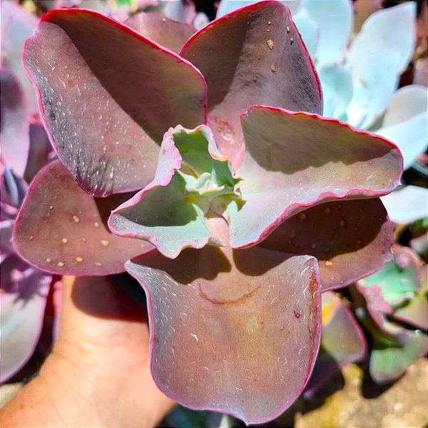 HB. MANDALA - Planta Suculenta Gibbiflora para Jardim