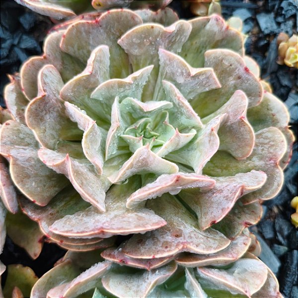 PAINTED TOPSY TORVY - Planta Suculenta para Jardim