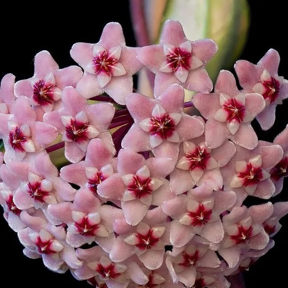 FLOR DE CERA ROSA- Pendente