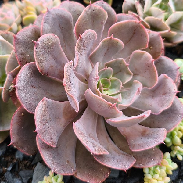 PAINTED PURPLE - Suculenta Compacta