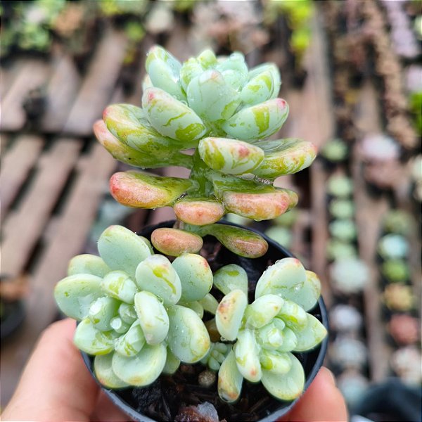 CLAVATON - Planta Suculenta para Jardim