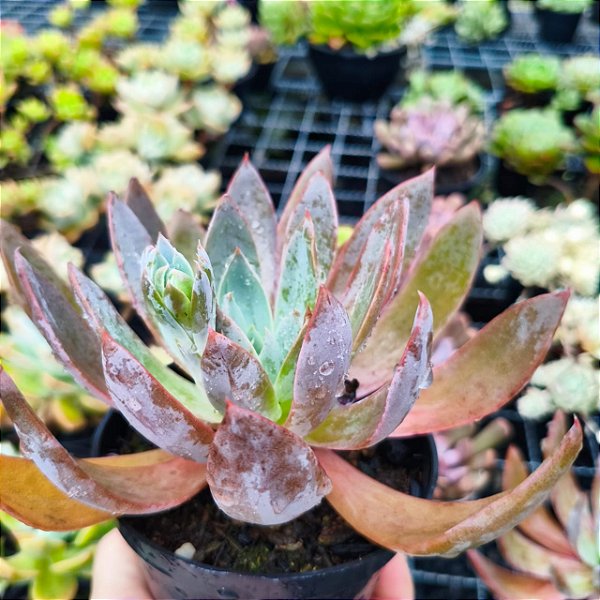 X CHAVIANA - Planta Suculenta para Jardim