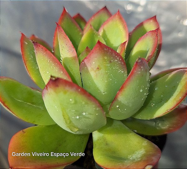 LUELLA - Planta Suculenta para jardim, verde com pontas vermelhas