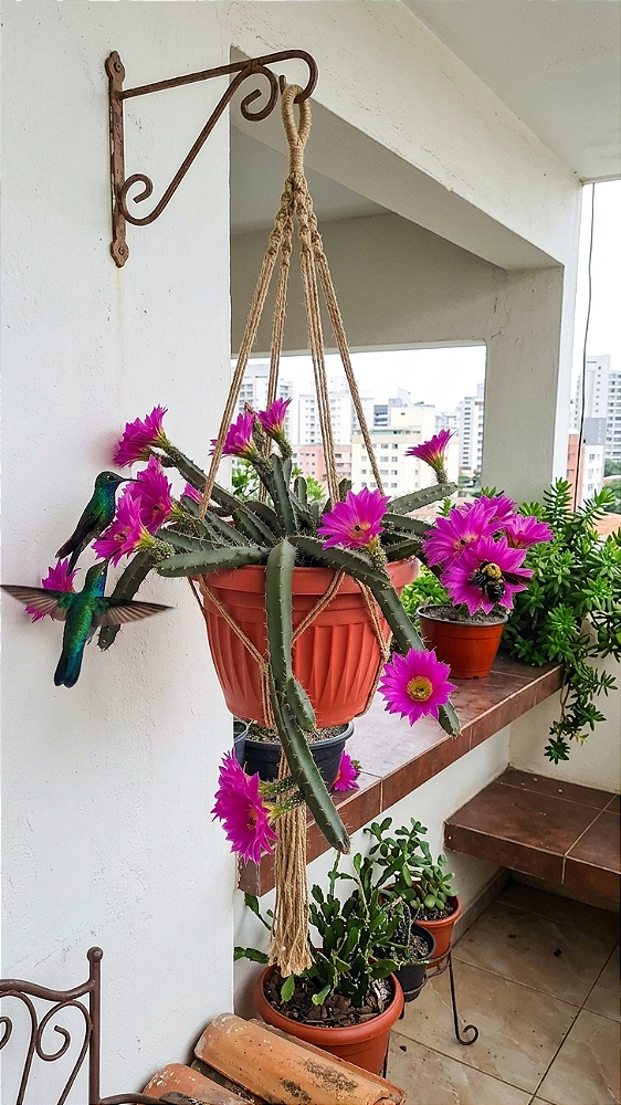 Cacto Rabo de Cão para Jardim e Decoração