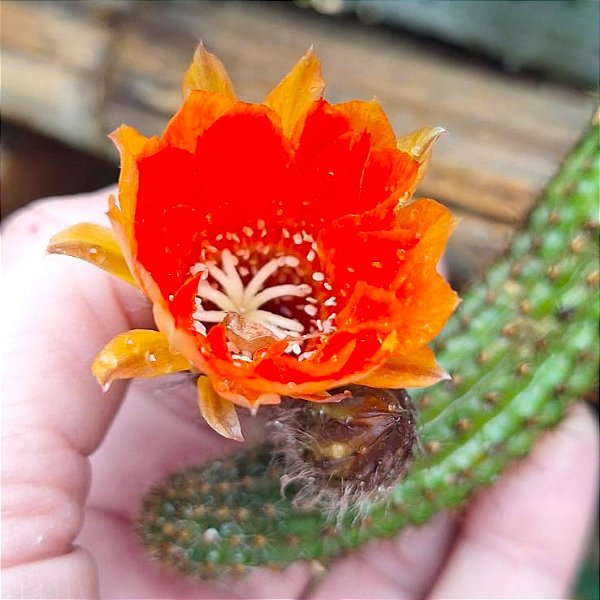 Cacto Lobivia Silvestre Flor Laranja